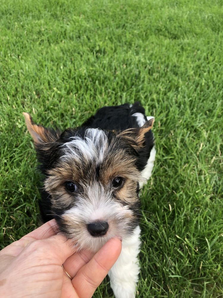 Yorkshire Terrier Biewer