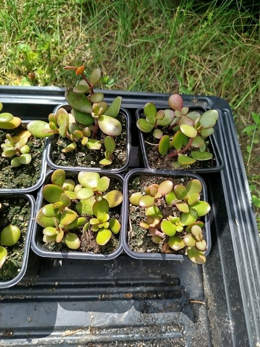 Małe sadzonki grubsza drzewko szczęścia