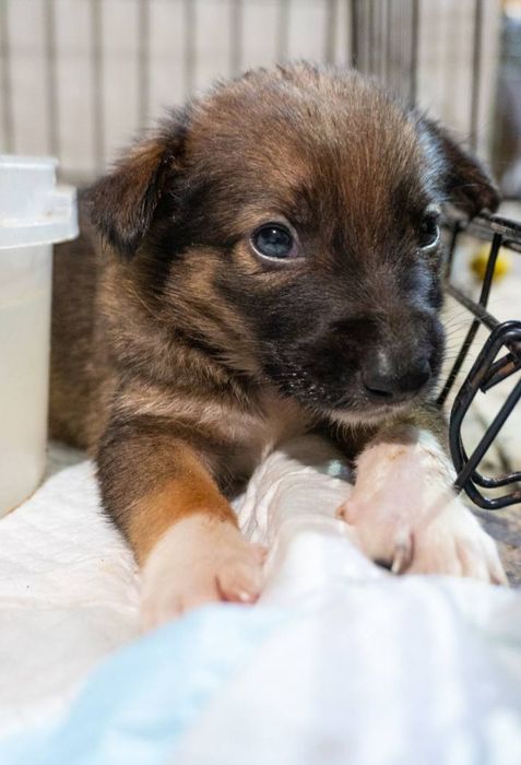 Отдам даром в добрые руки щенков