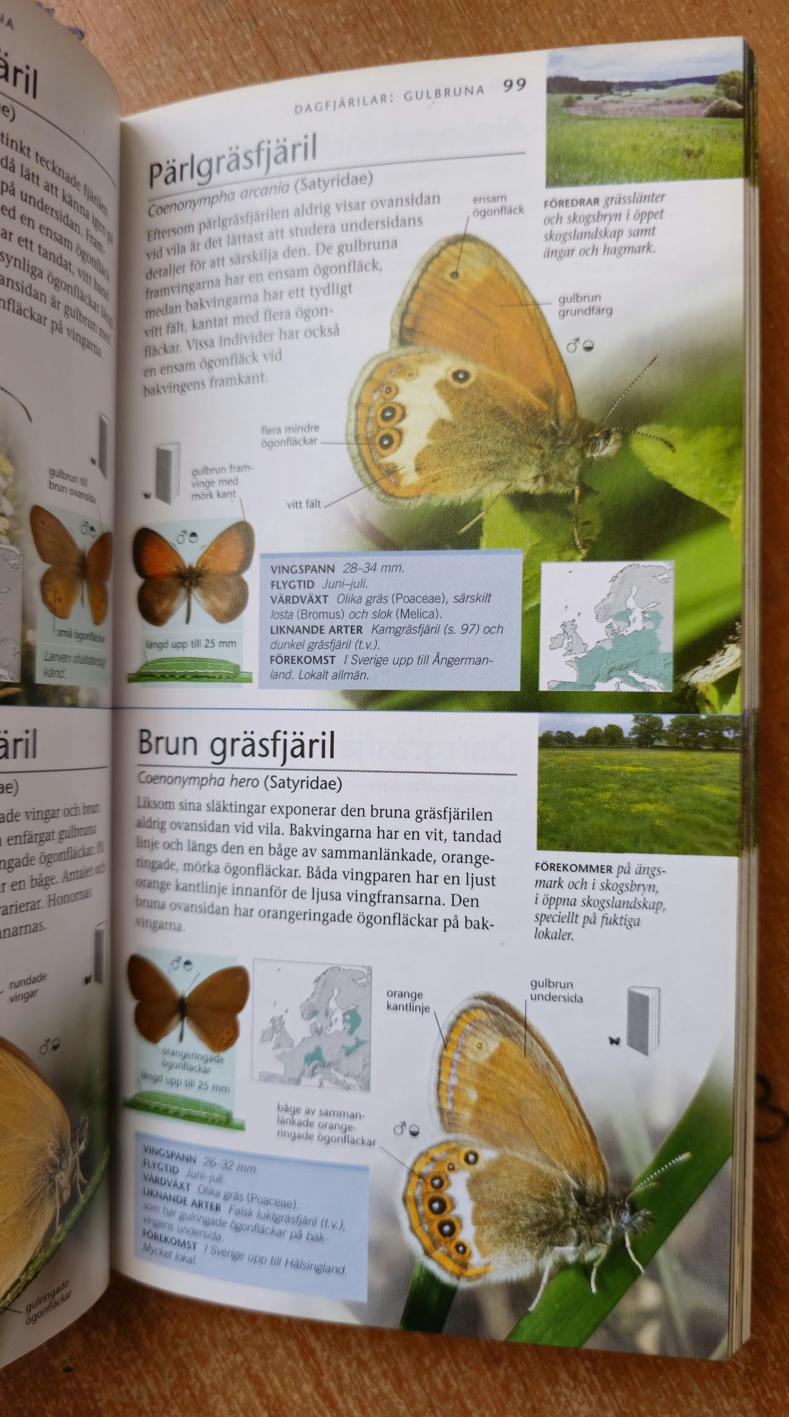 Książka Album Encyklopedia Atlas motyle europy