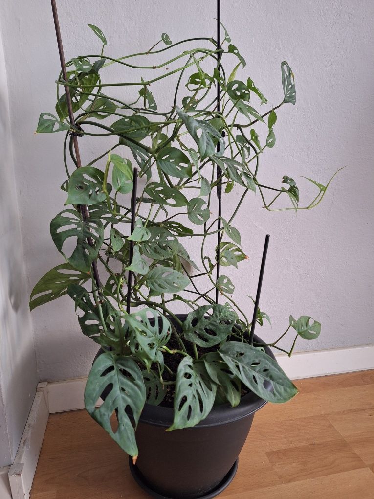 Monstera monkey 65cm