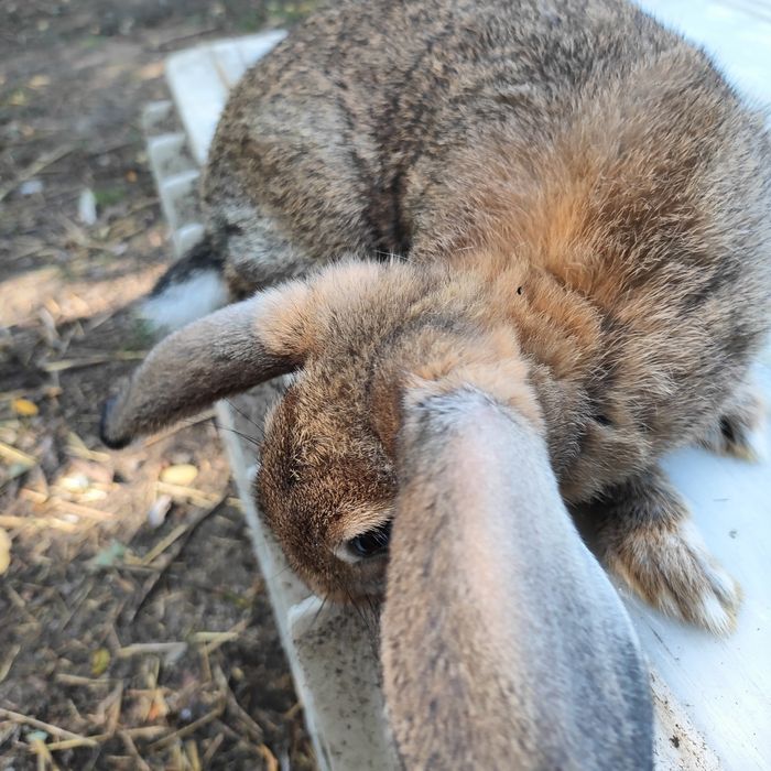 Sprzedam króliki matka z młodymi