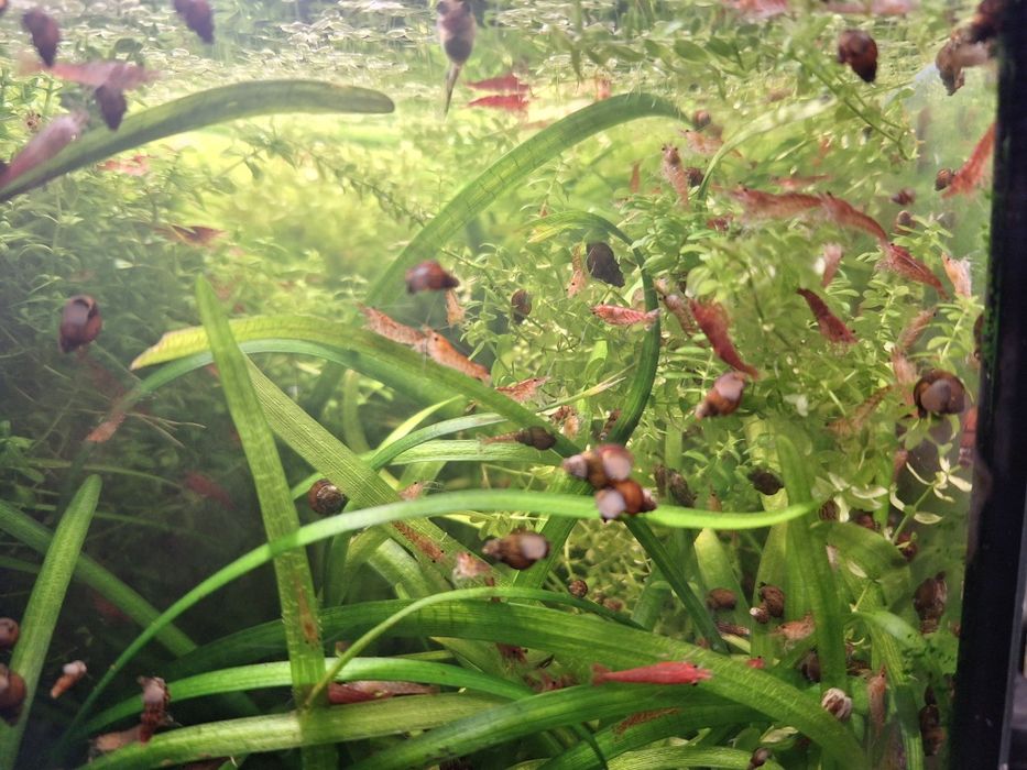 Креветка неокардіна чері