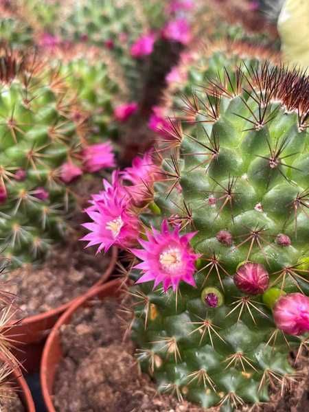 kaktus kwitnący 17cm