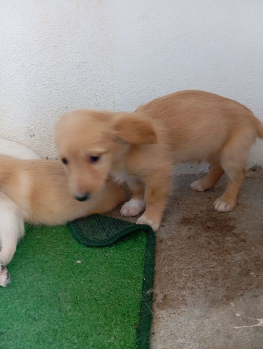 Cães Bebés rafeiro