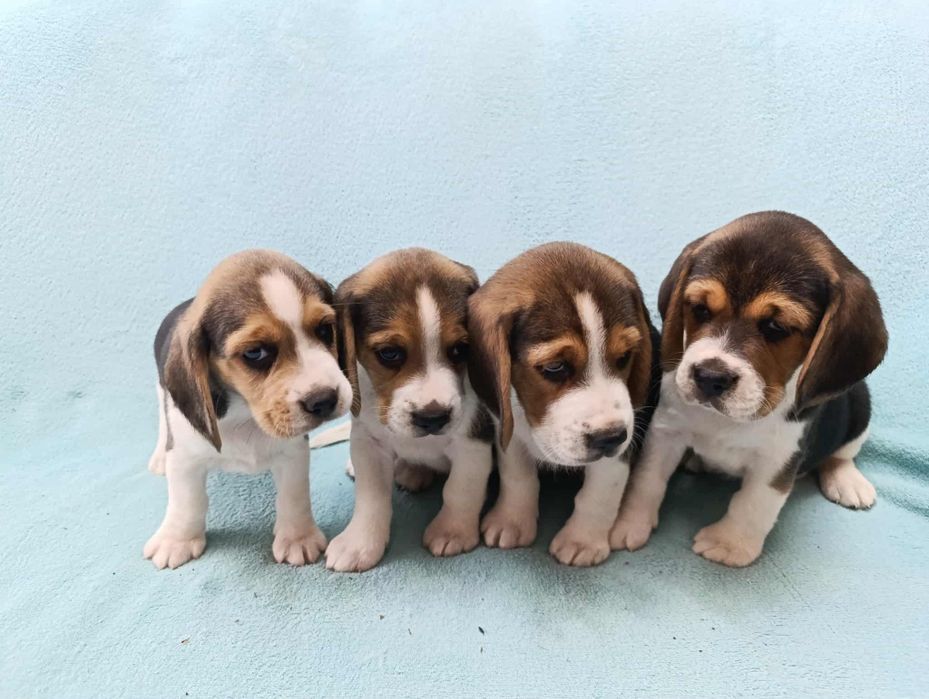 Beagle szczeniaki- pieski