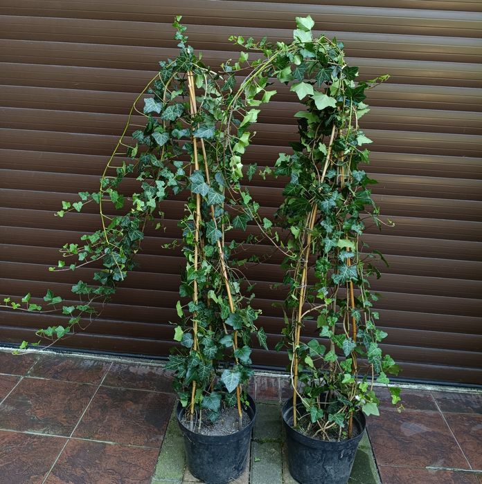 Duże kępy bluszczu Hedera Helix 100cm-130cm