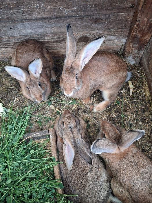 Продаються кролички