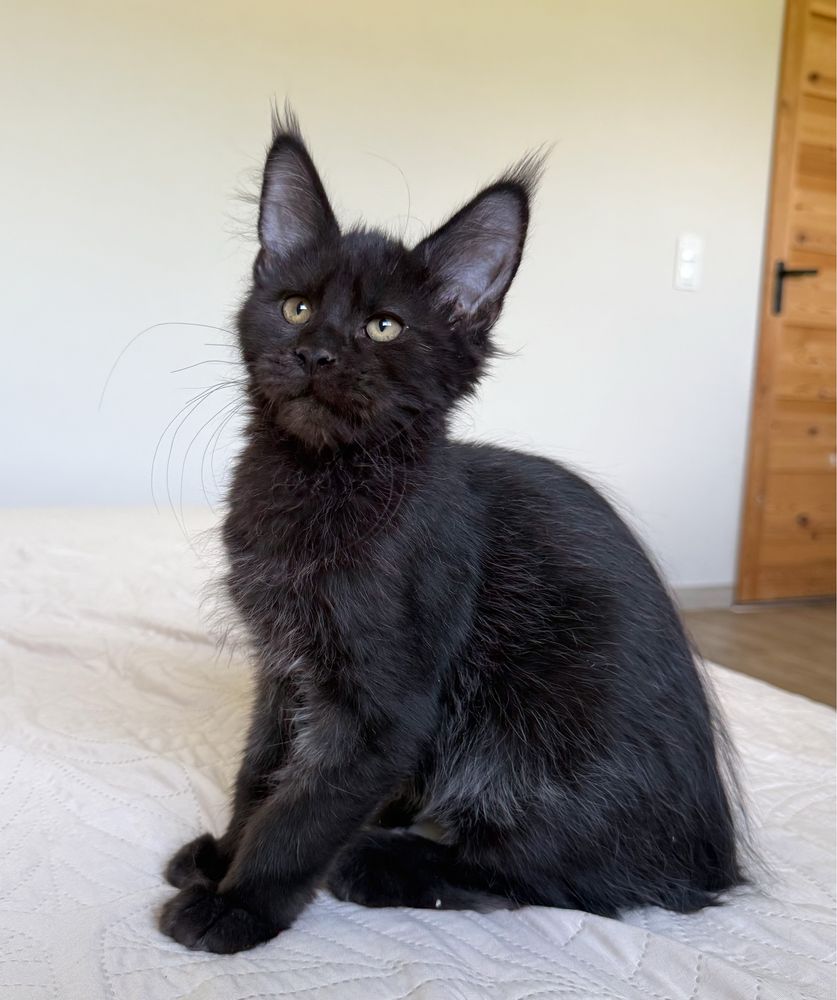 Czarny kocurek Maine Coon