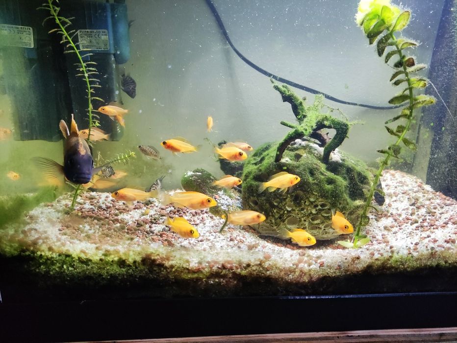 Crias ciclídeos Malawi e acarás do congo