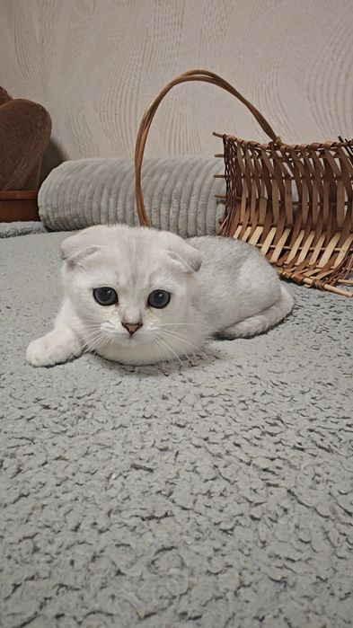 Шикарный вислоухий мальчик и девочка