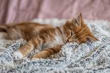 Kotka maine coon 11 tygodni