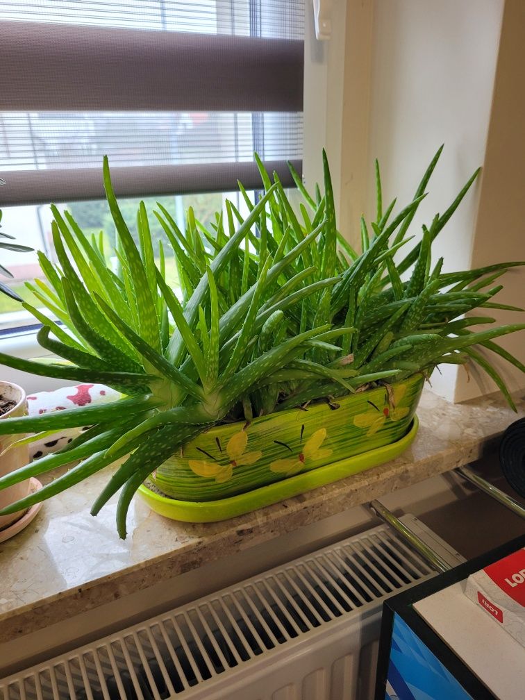 Kwiat Drzewko szczęścia grubosz, aloes