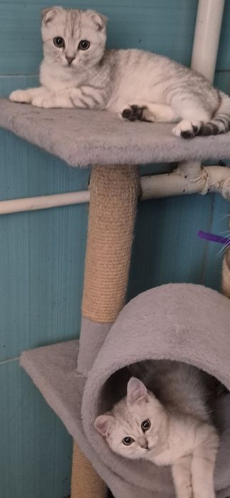 Шотландські котята Срібляста шиншила