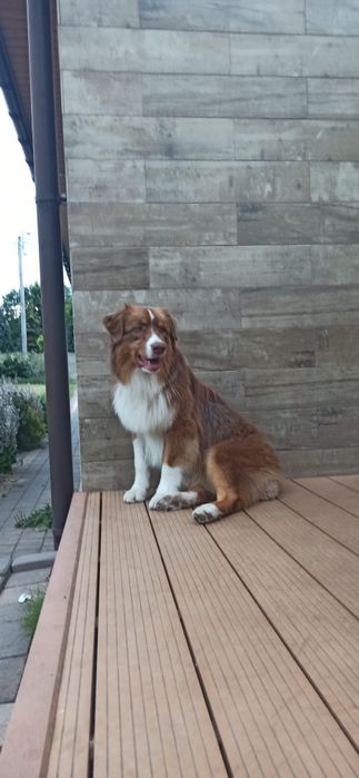 Owczarek australijski