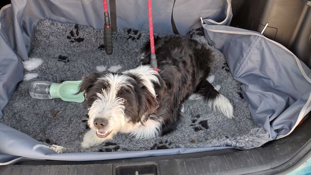 Dwie piękne suczki z pełnym wyposażeniem