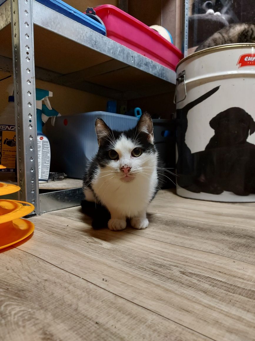 Kitku - młodziutki kocurek do adopcji!