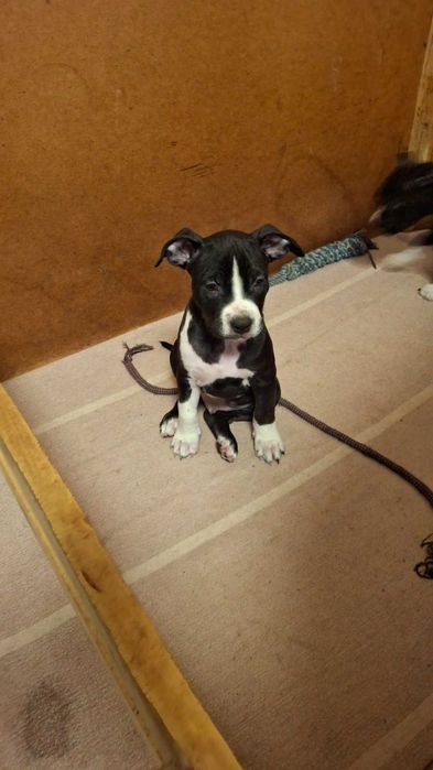 Амстафи з гарним родоводом