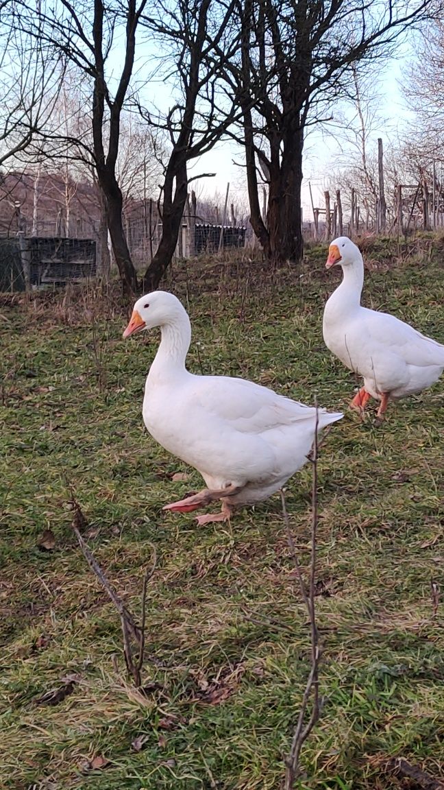 Gąska pomorska z naturalnych lęgów