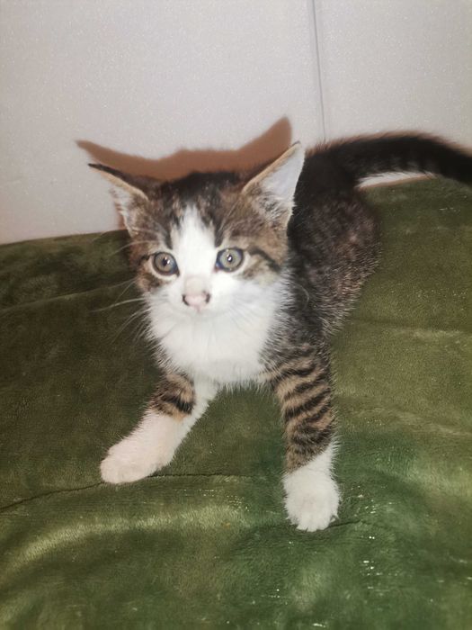 Oddam za darmo małe kotki. Można pojedynczo!!!