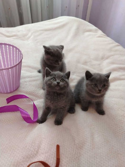 Малыши с документами! Котята - игривые ребята!!!