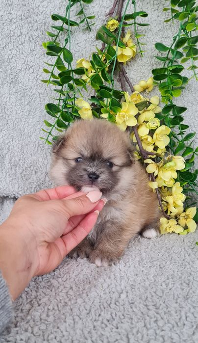 Exuberante mini menina Lulu da Pomerania / Spitz Alemão Anão