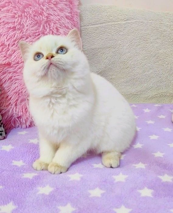 Золота шиншила поінт Чарівна крихітка