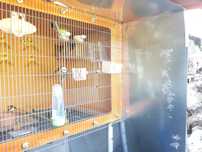 Gaiola voadeira para aves