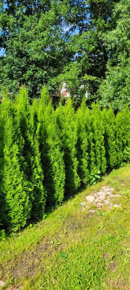 Tuja Smaragd 120 cm tuje 140 thuja szmaragd laurowisnia brabant olszty