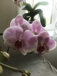 Орхидея Претти роменс цветет