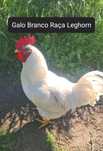 Galo Branco Raça Leghorn para venda