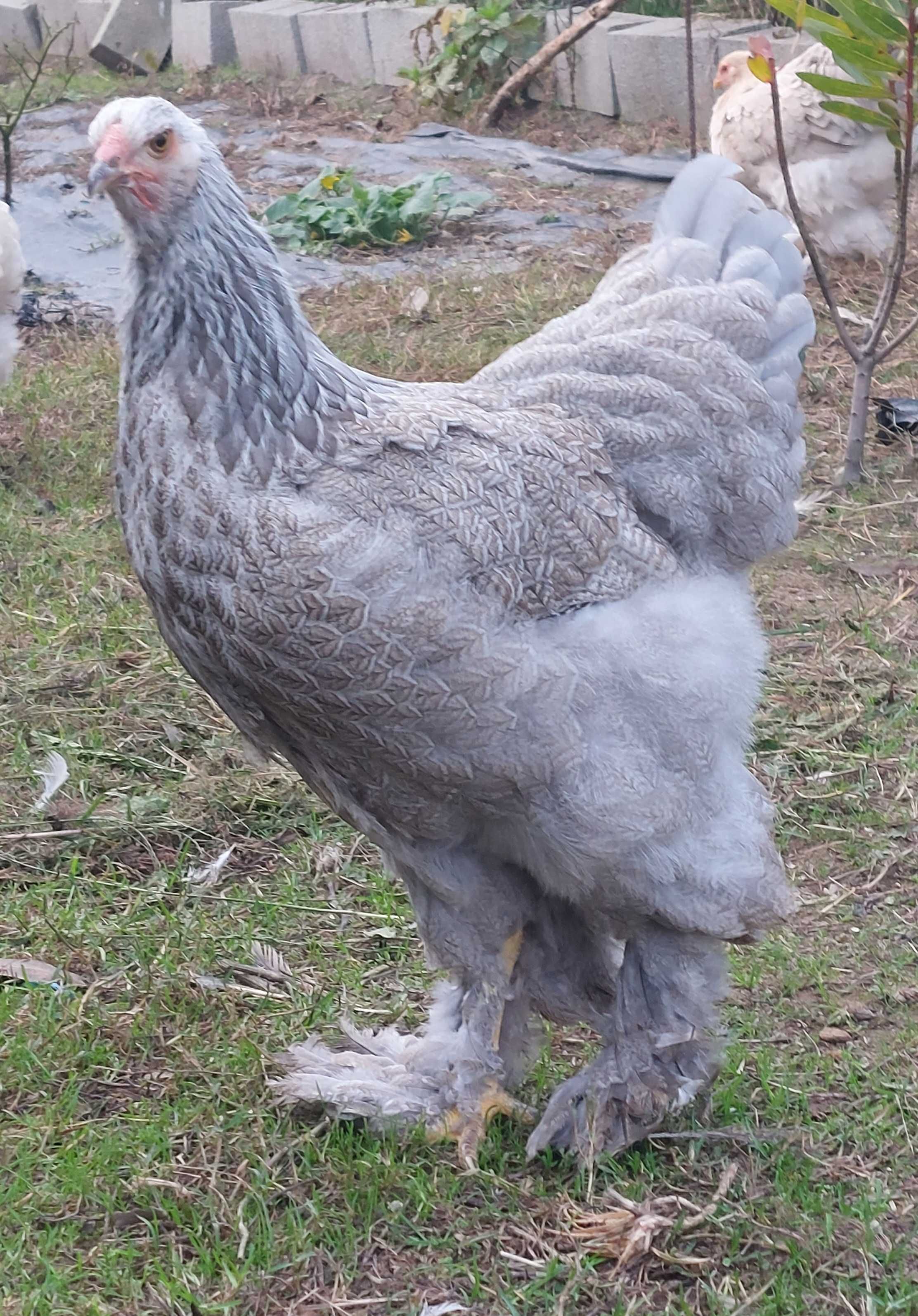 Ovos galados/ férteis de brahma BSO