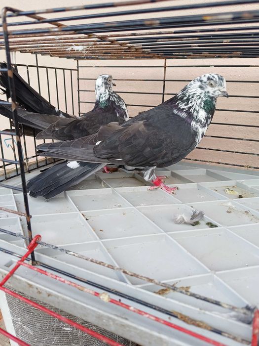 Gołębie ozdobne qwww