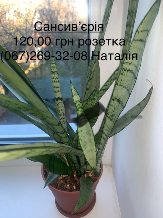 Сансев‘єра види, сансевʼєрія. Сингоніум види.