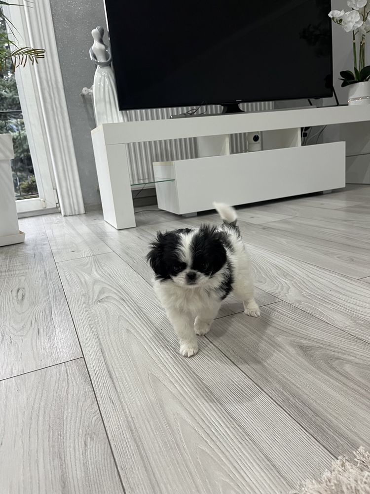 Chin Japoński ZKWP .  Nie cavalier nie pekińczyk nie Shih tzu