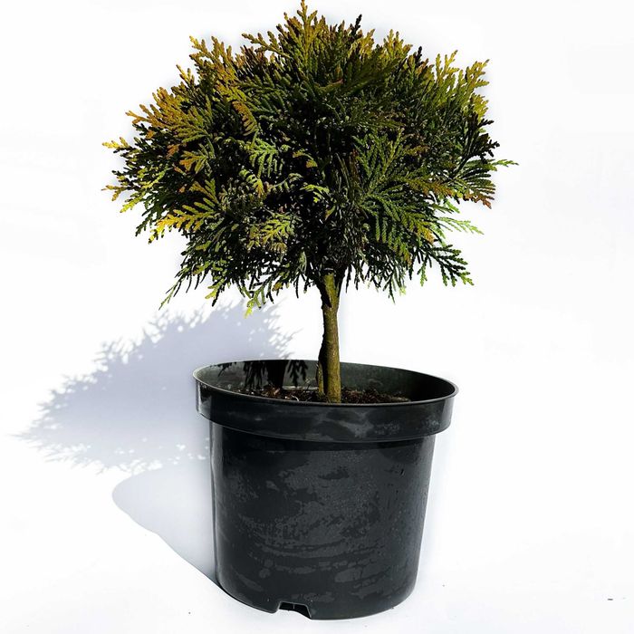 Tuja Danica, 3,5 roku, thuja doniczka 2L - tylko 30 zł