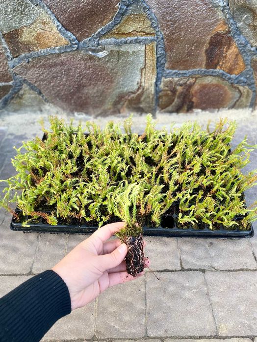 Смарагд Тедді Голандія Колумнарис Тис Хіксі Баката Стрікта Рейнгольд