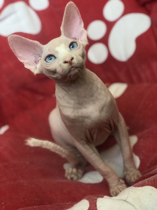 Сфинкс красотка !