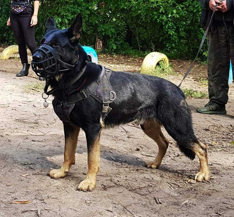 Немецкая овчарка кобель на вязку