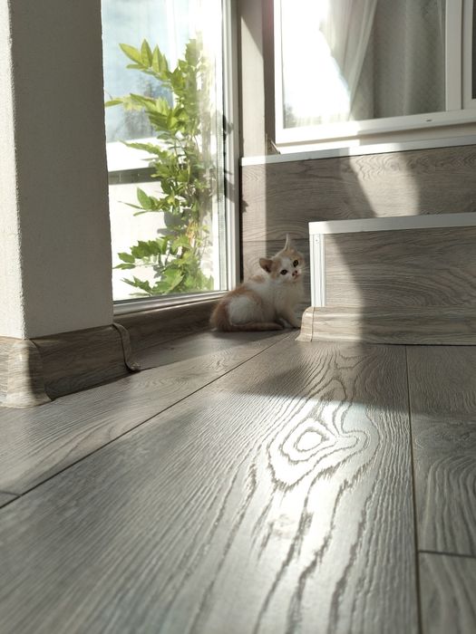 Віддам кошенят в добрі руки