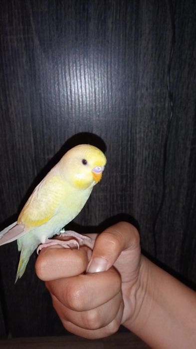 Periquitos domésticados/criados a mão