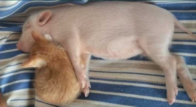 Exclusivas e  Dóceis Cabritas Micro Anãs Camaronesas / Mini Pigs
