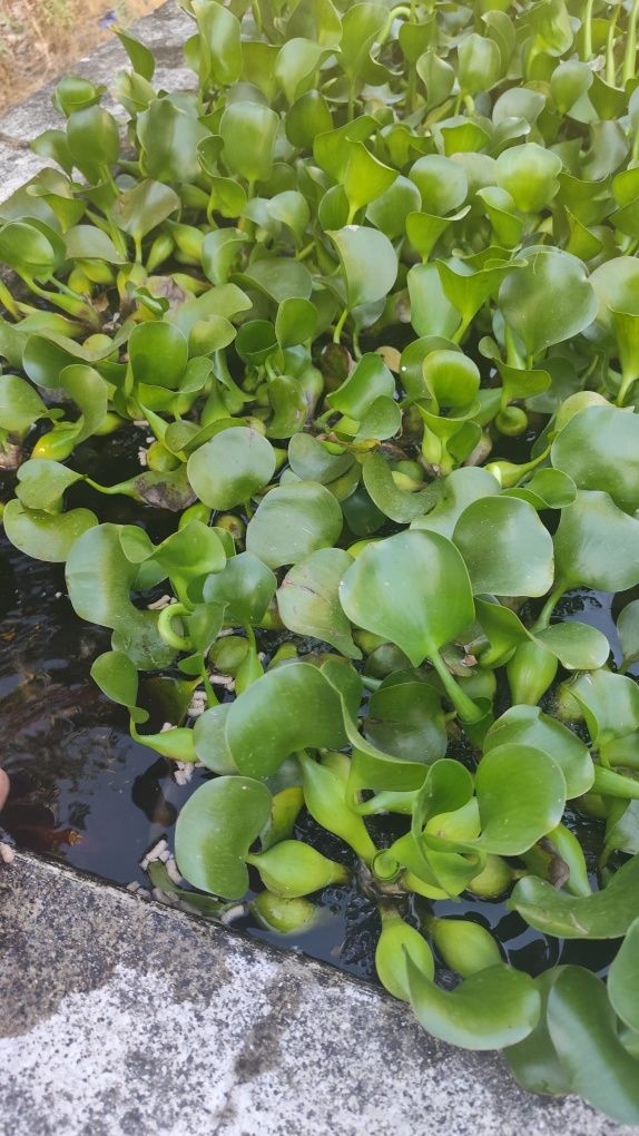 Planta para lago