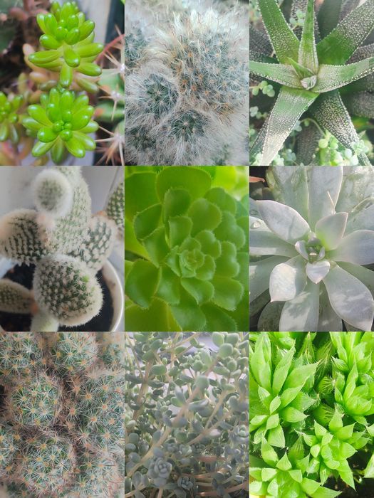 Суккуленти кімнатні по 10грн