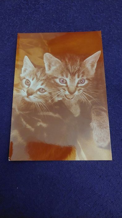 Kartka pocztowa ze znaczkiem PRL KOTY zdjęcie w tonacji bordo