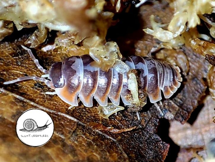 Armadillidium klugii SKELETON rarytas 10 szt isopody prosionki