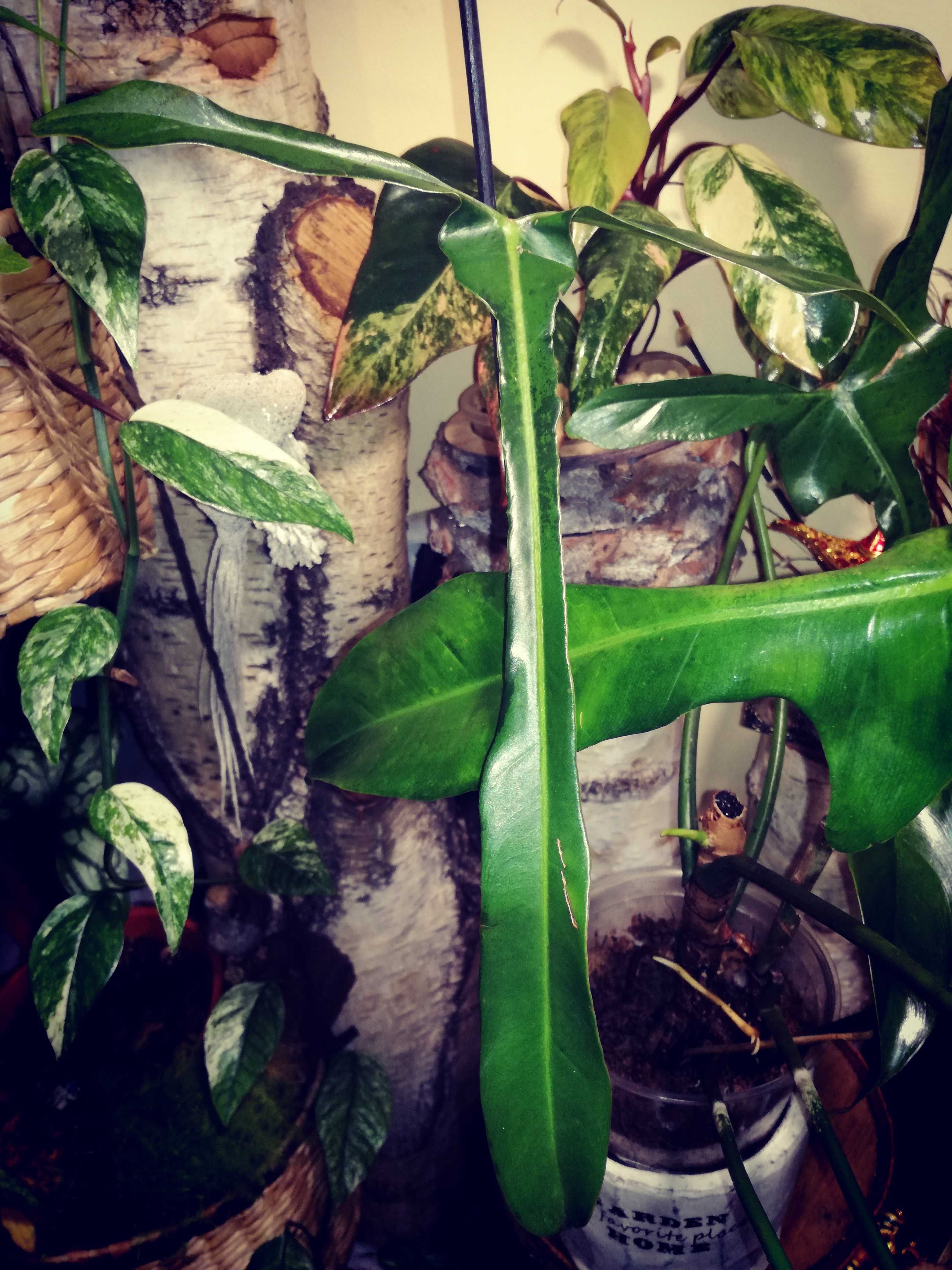 Philodendron Longilobatum Leland Myano UNIKAT monstera filodendron