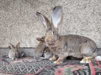 Продам кролів кроликів фландр бельгійський велетень