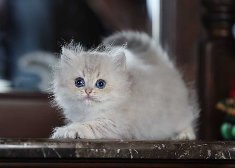 Британський котик 1,5 міс