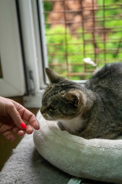 Szarlotka czeka na swój wymarzony dom